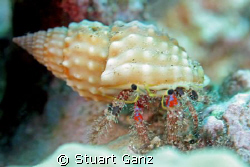 Hermit crab.......... by Stuart Ganz 